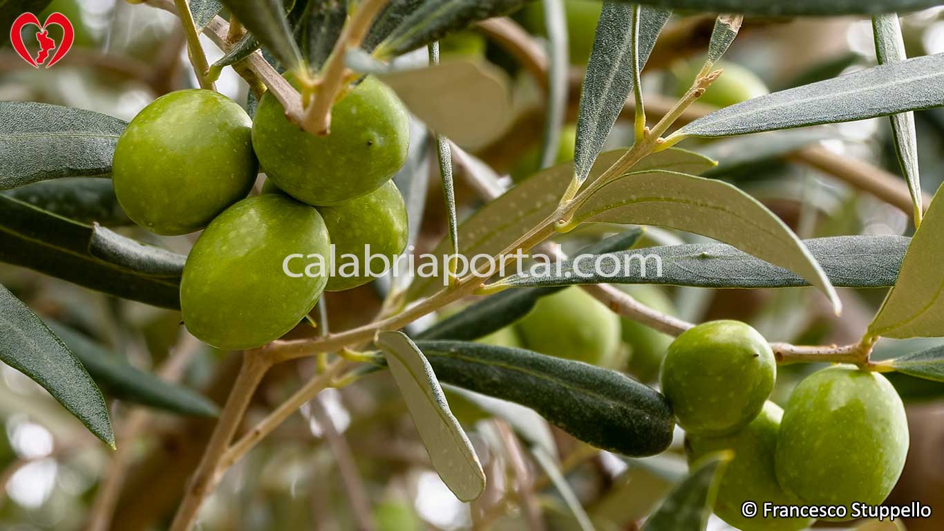 Olivo Carolea