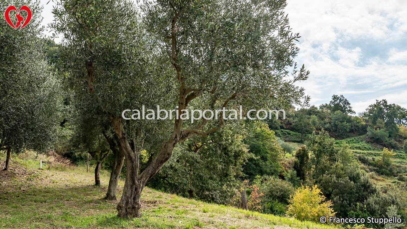 Pianta di Ulivo Carolea