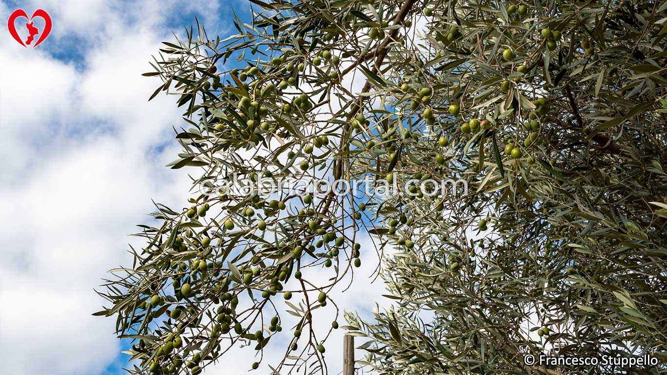 Ramo con Olive della Varietà Carolea