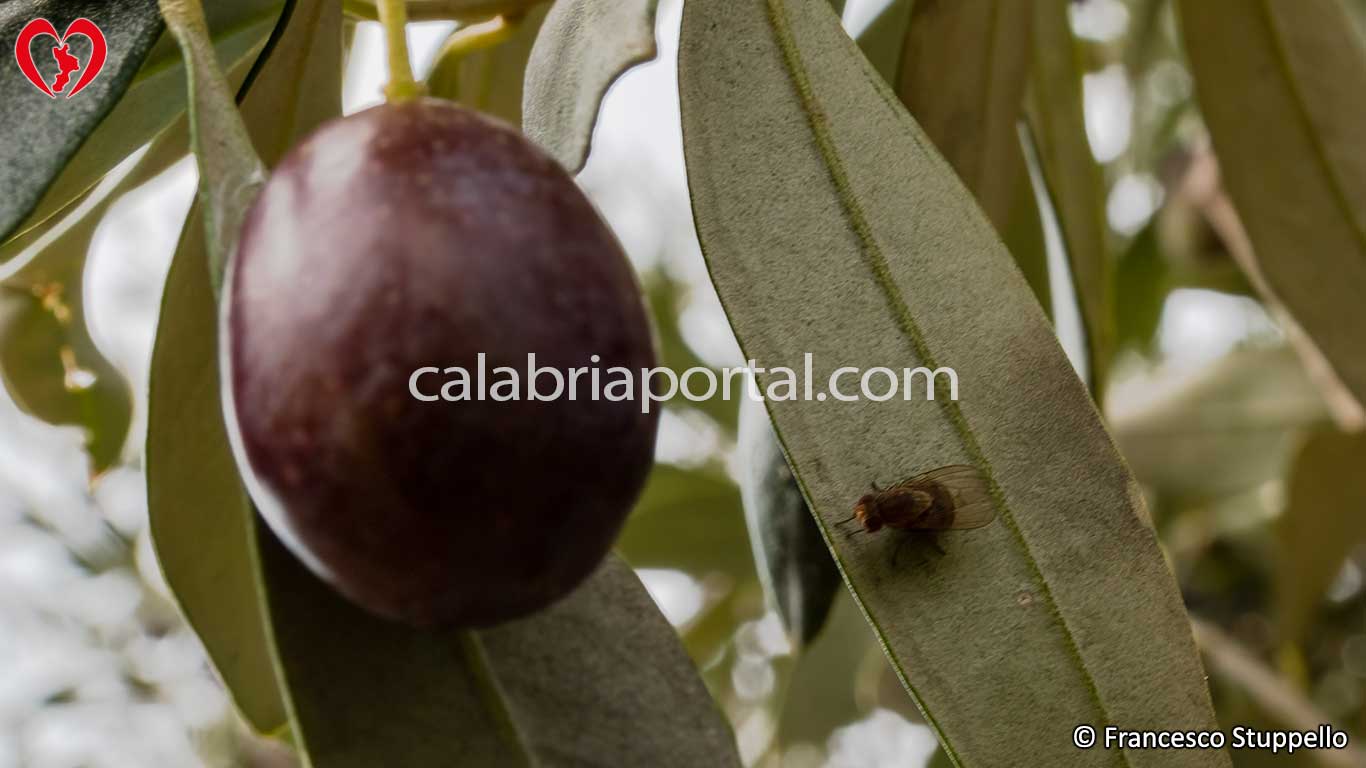 Mosca Olearia su Ulivo Cassanese