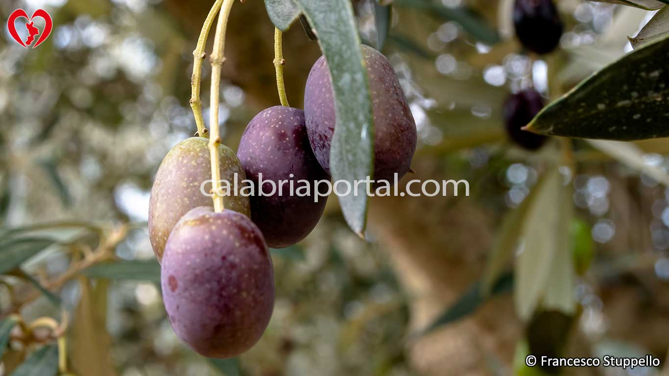 Olive della Cultivar Grossa di Cassano