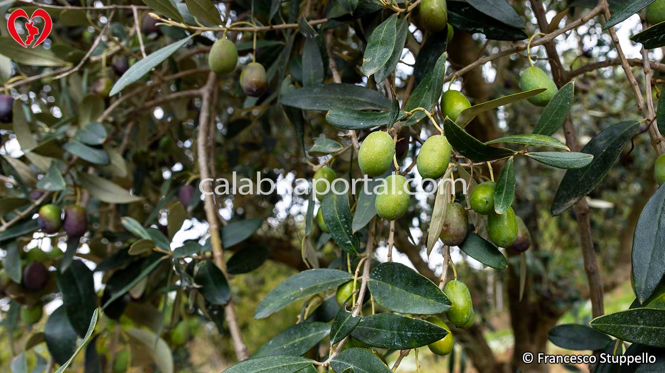 Ramo di Olive Cassanesi
