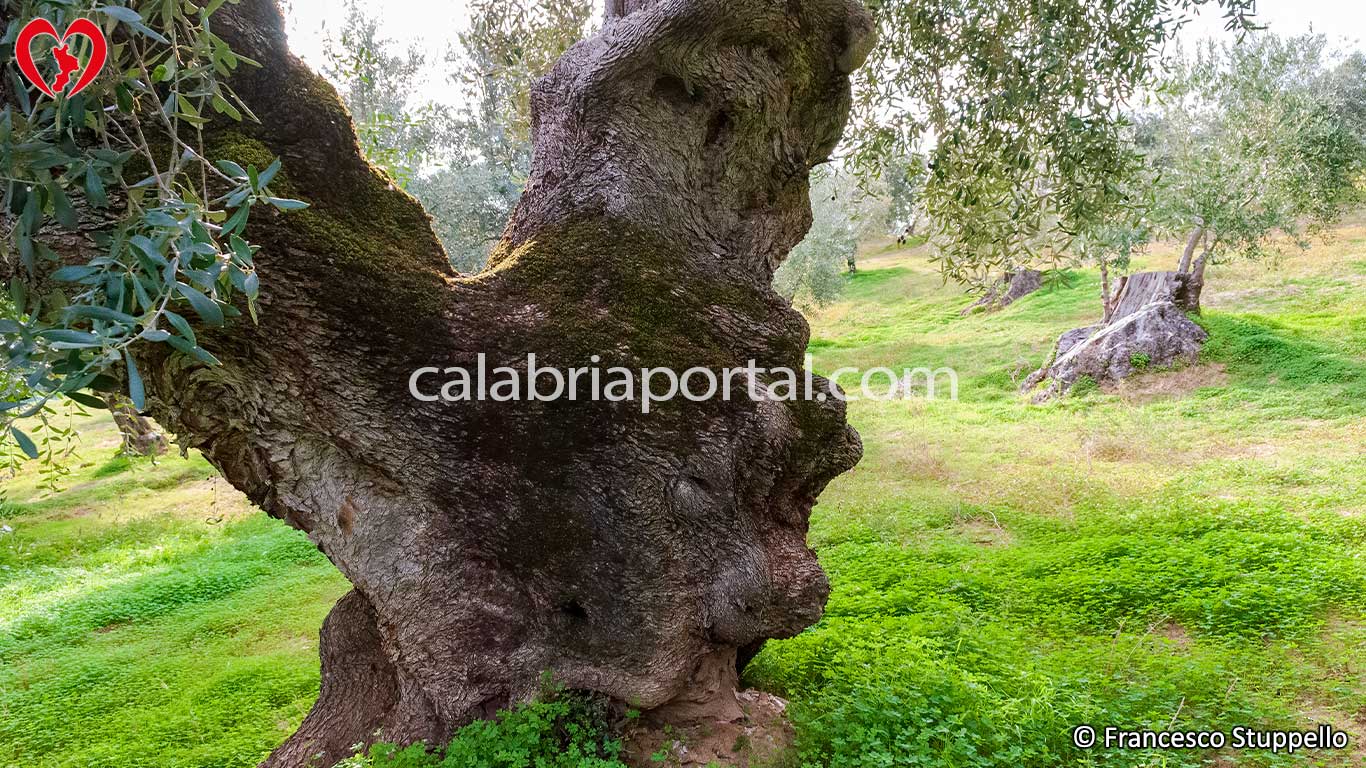 Corteccia della Cultivar di Olivo Ciucciara