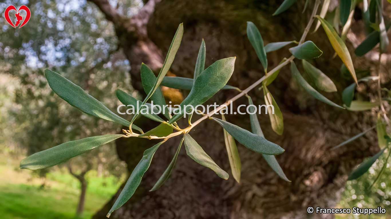 Foglie della Cultivar di Olivo Ciucciara