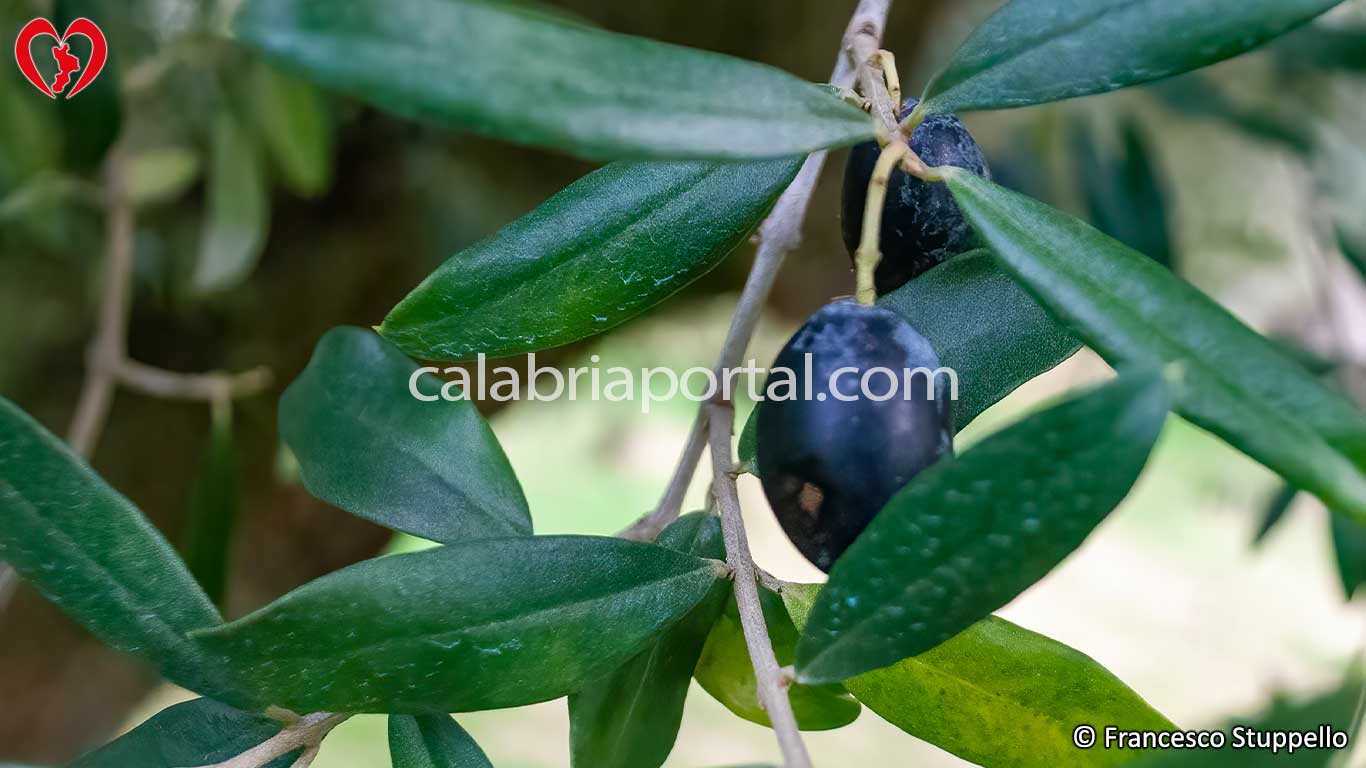 Olivo Ciucciara