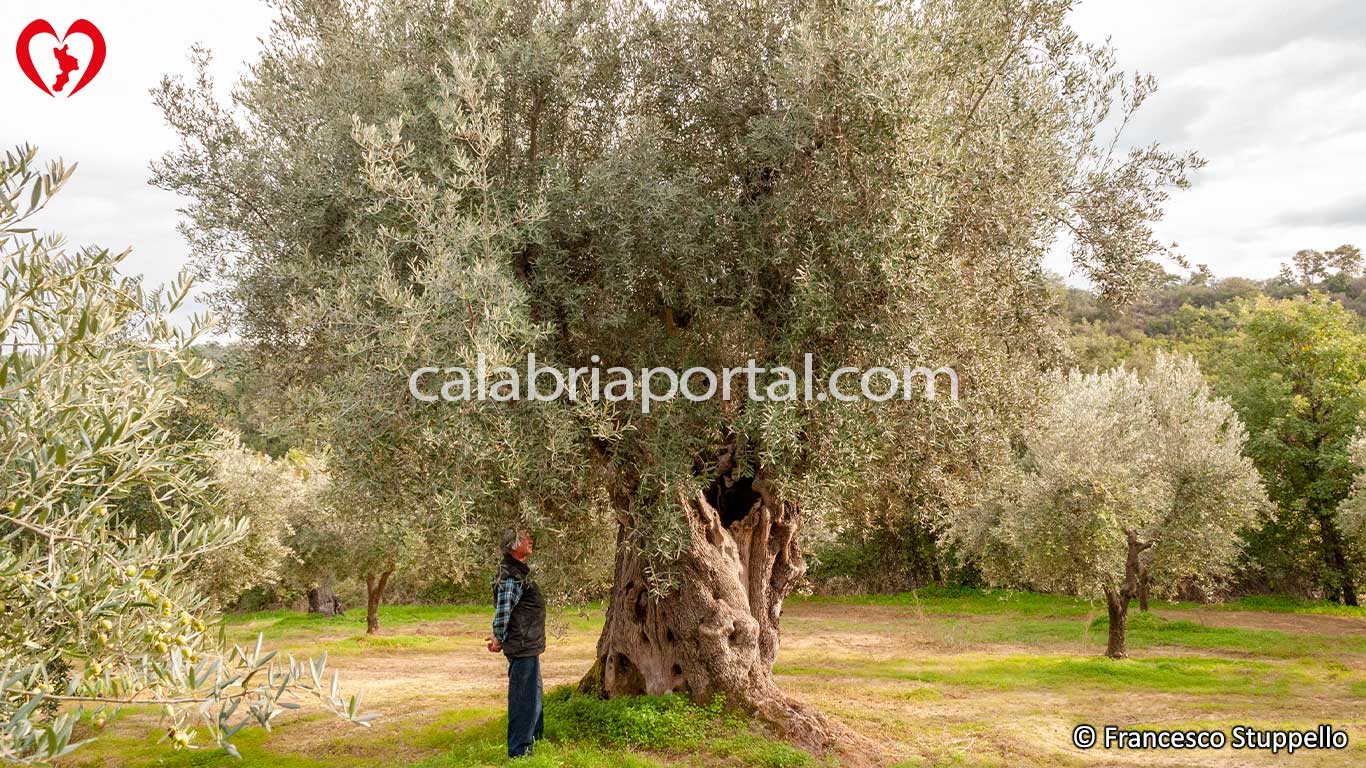 Le Cultivar Calabresi