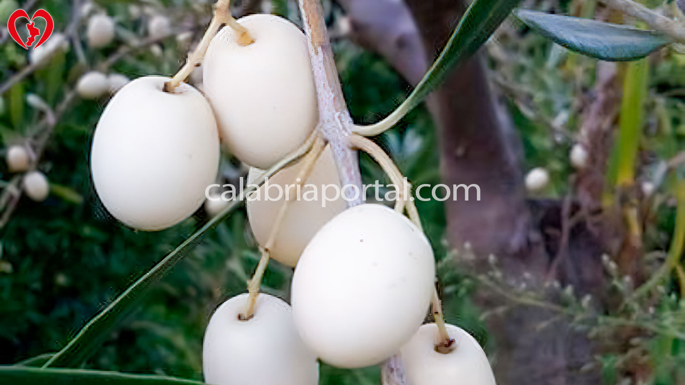 Olivo Bianco Calabrese Leucolea