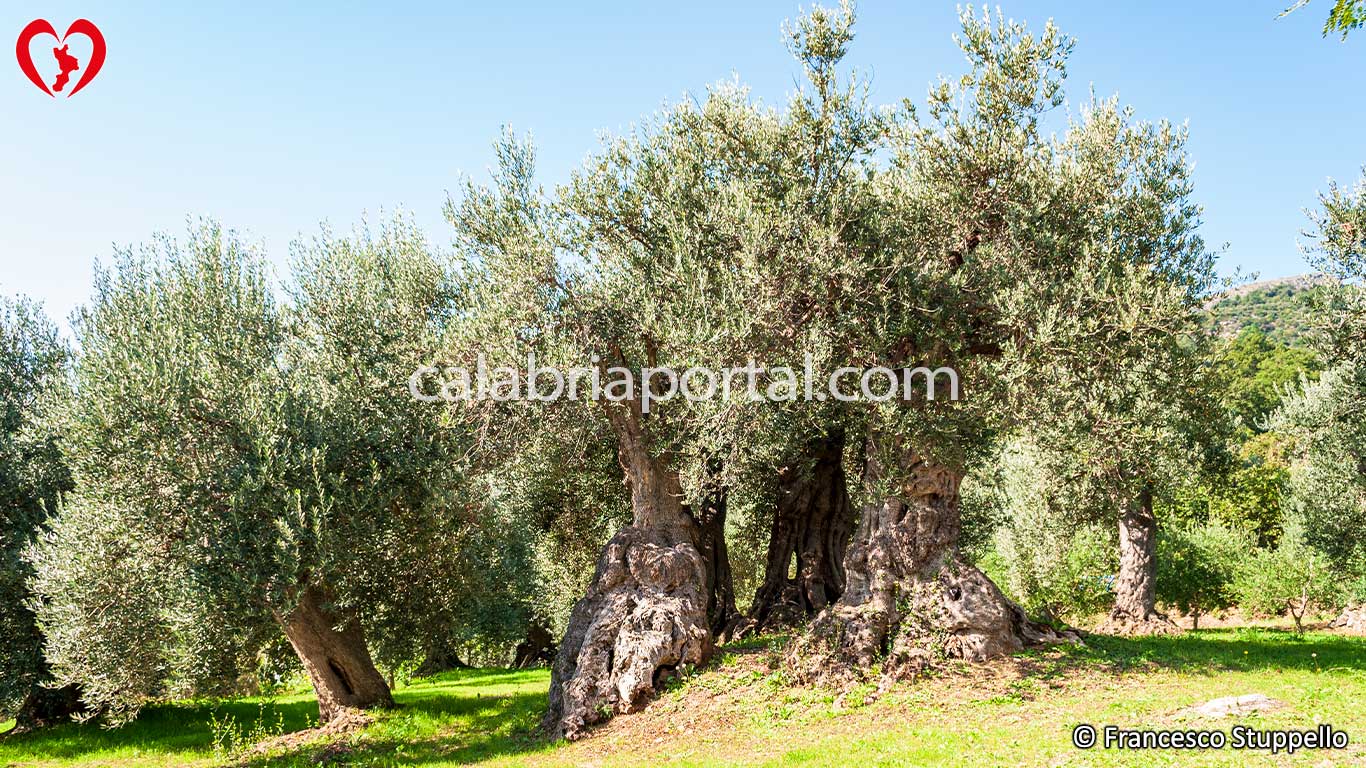 Gli Ulivi Calabresi