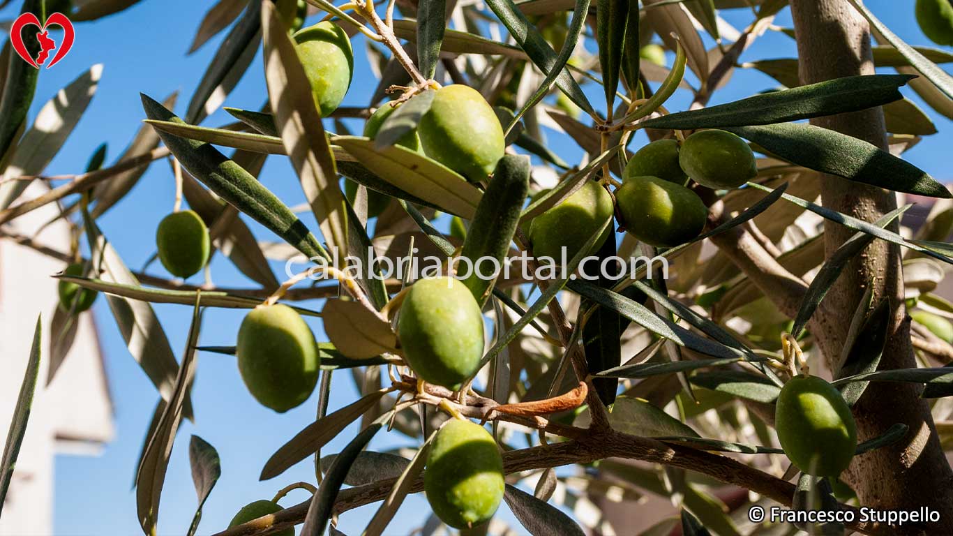 Olive della Cultivar Varasana Olive della Cultivar Varasana