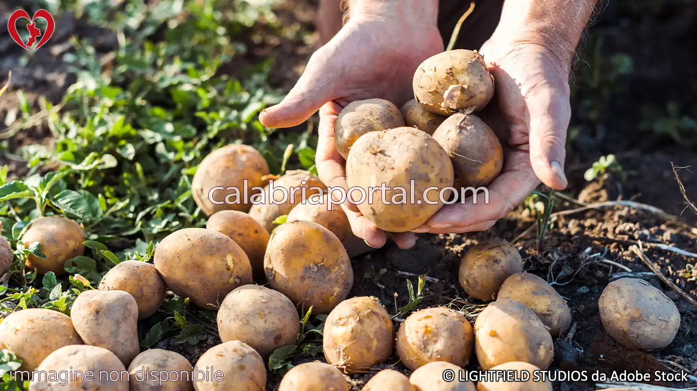 Le Patate della Calabria