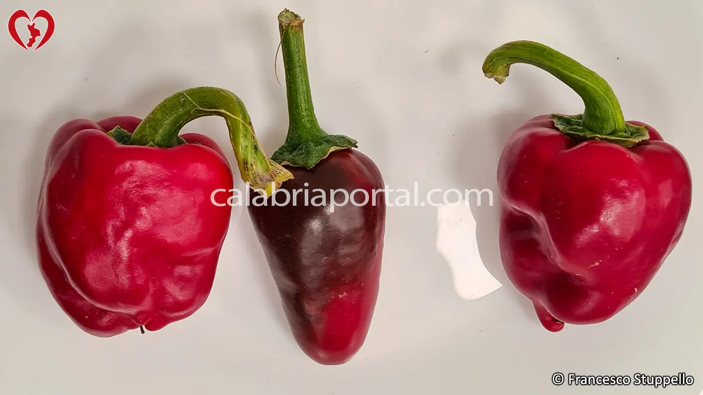 Peperoncino Calabrese Naso di Cane