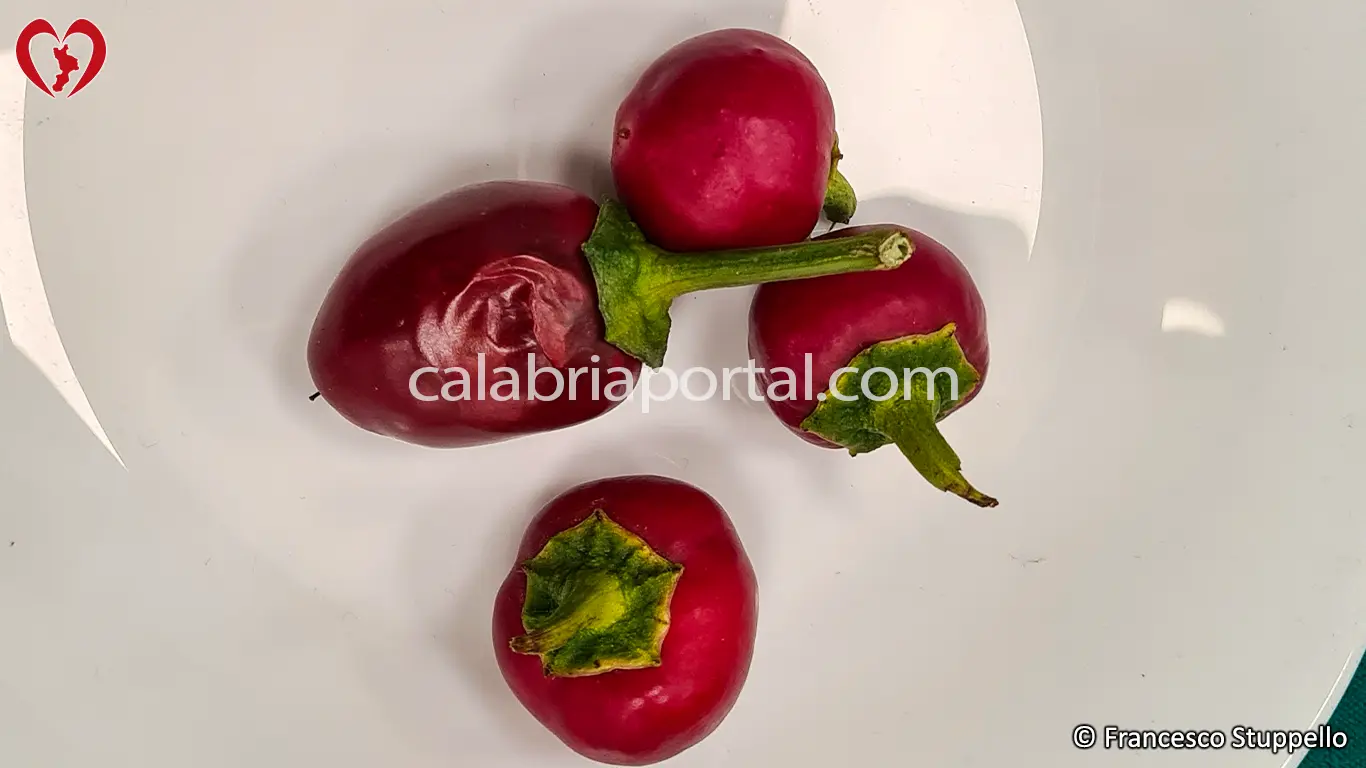 Peperoncino Calabrese Tondo