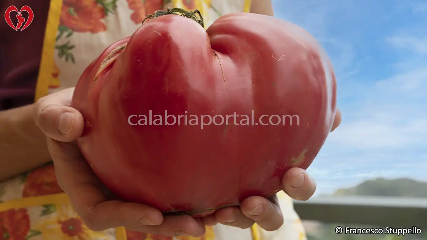 Pomodoro di Belmonte - Calabria