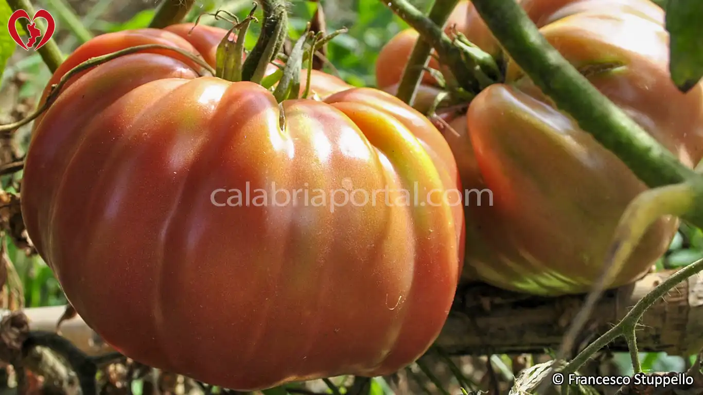 Pomodoro di Belmonte - Calabria