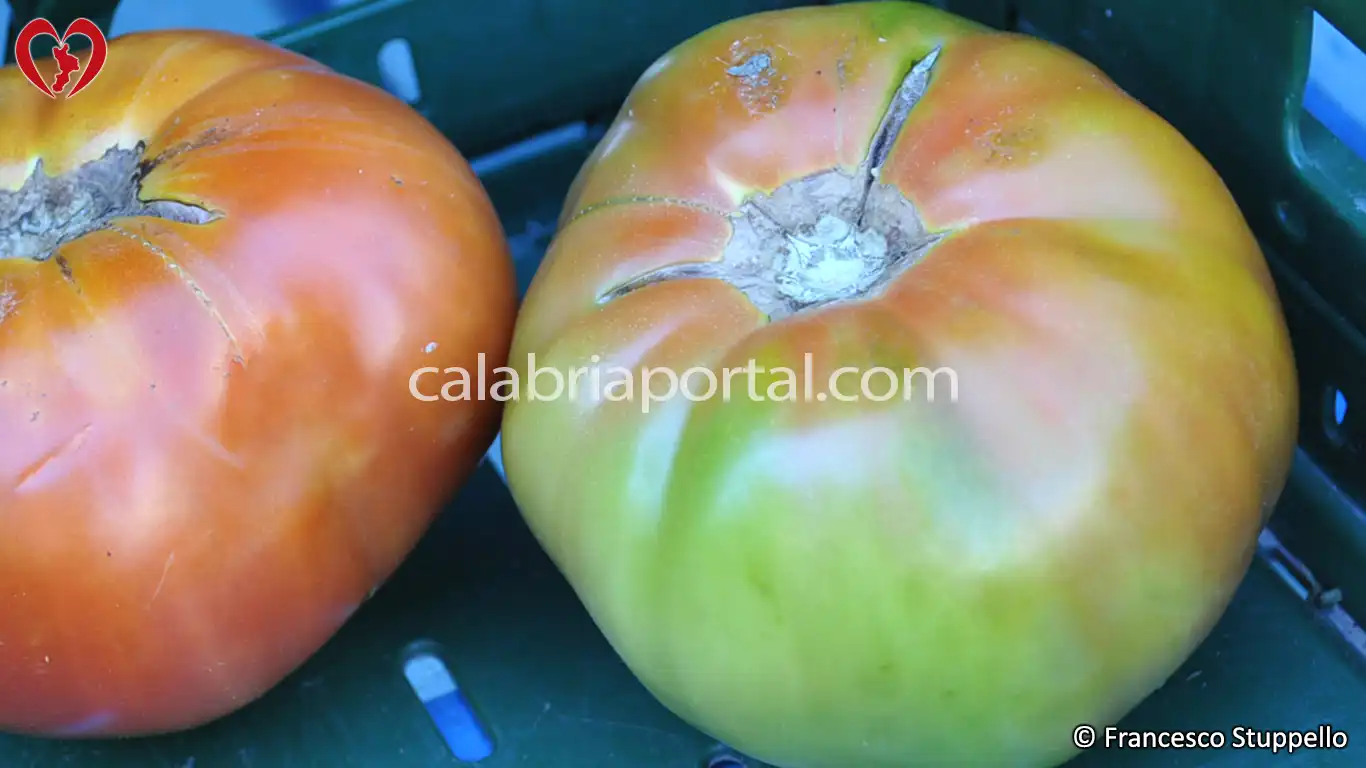 Pomodoro di Civita Pomodoro di Civita
