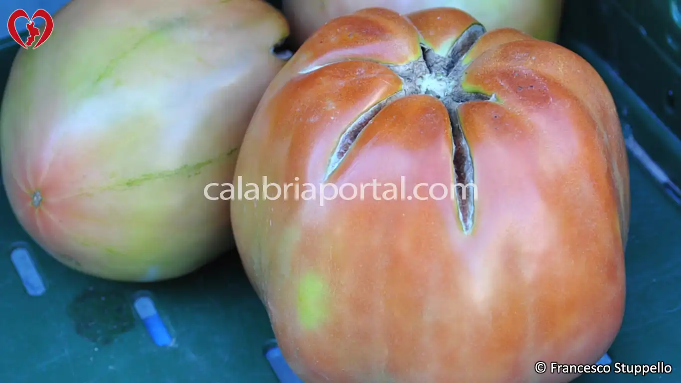 Pomodoro di Civita Pomodoro di Civita