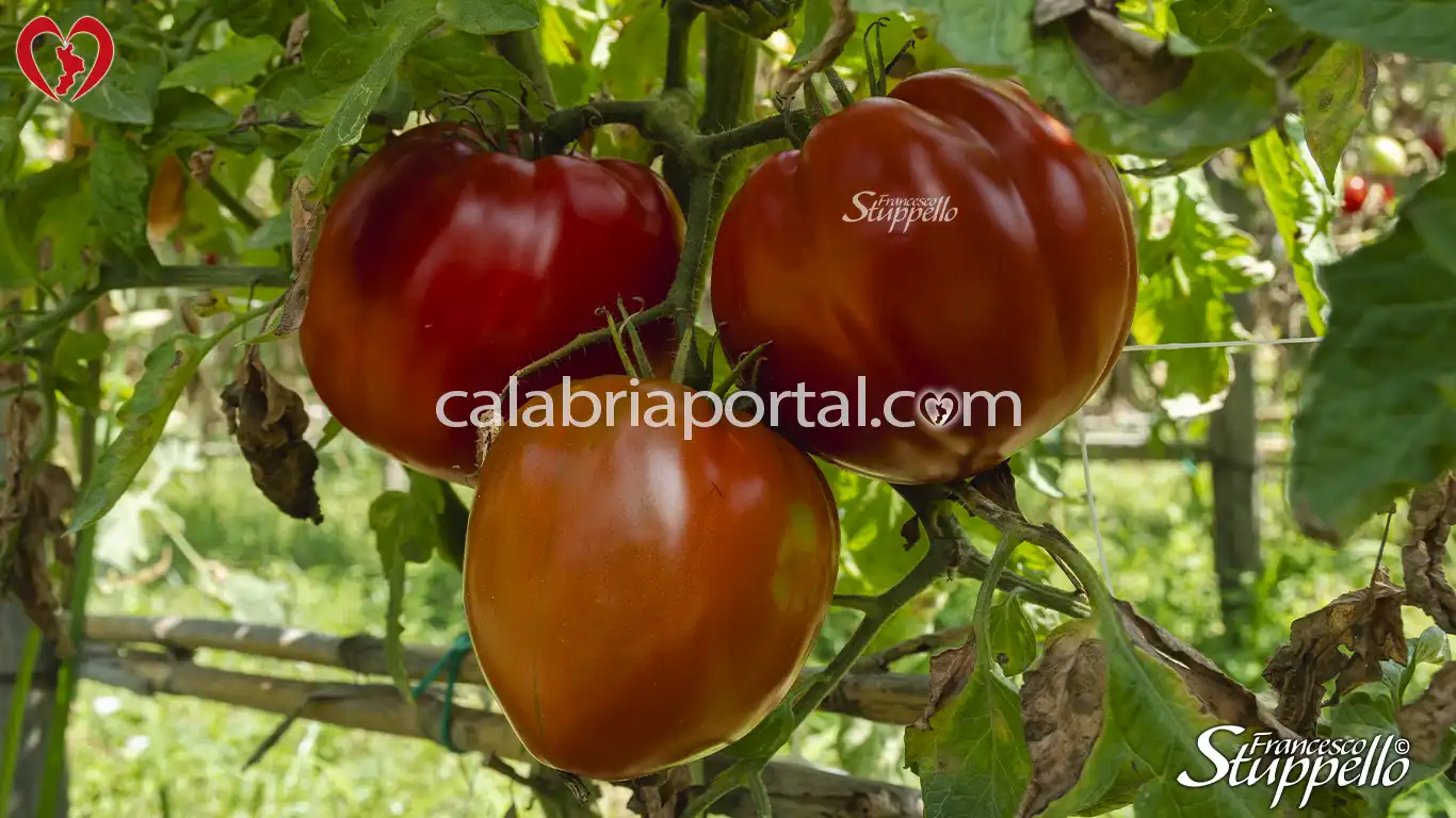 Coltura del Pomodoro Pero di Bisignano Coltura del Pomodoro Pero di Bisignano