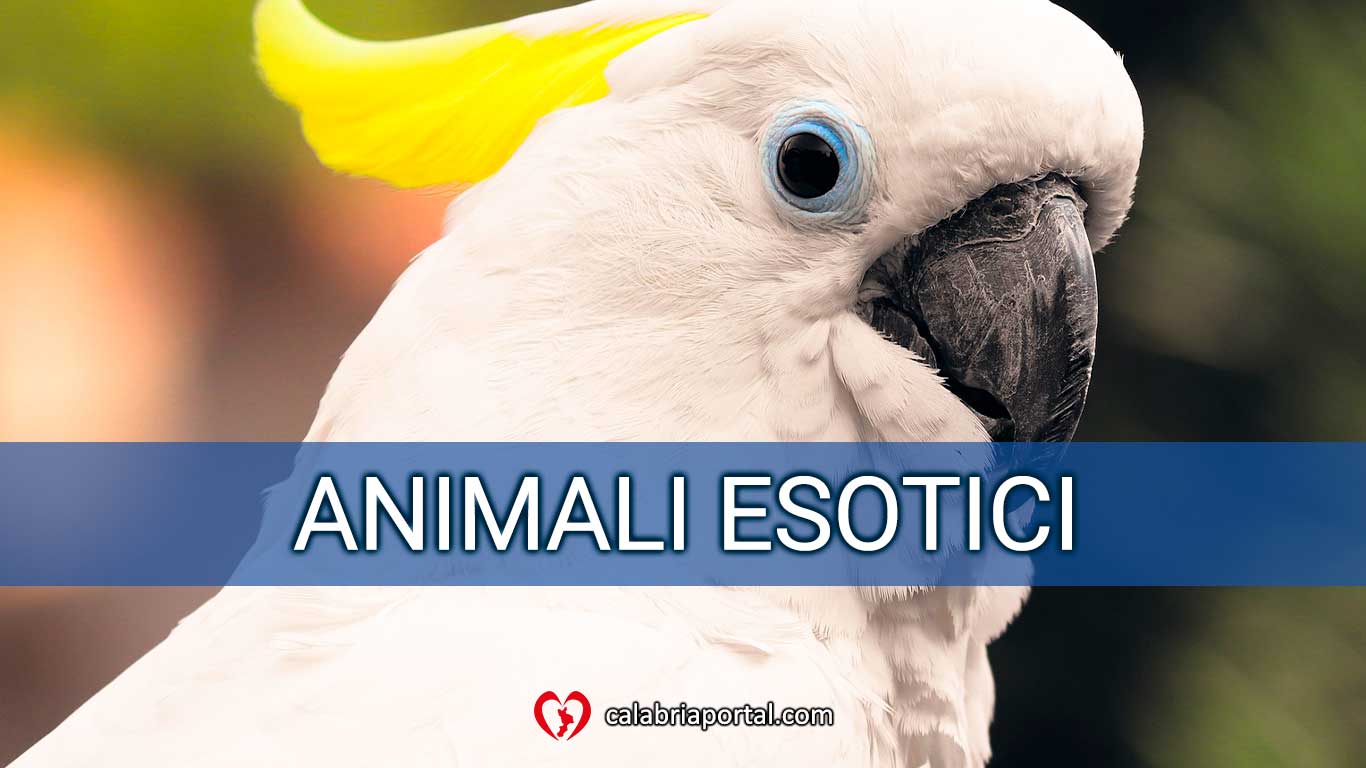 Animali Esotici - Clinica Veterinaria San Giorgio (RC) Animali Esotici - Clinica Veterinaria San Giorgio (RC)