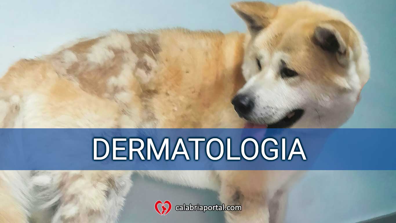 Dermatologia - Clinica Veterinaria San Giorgio (RC) Dermatologia - Clinica Veterinaria San Giorgio (RC)