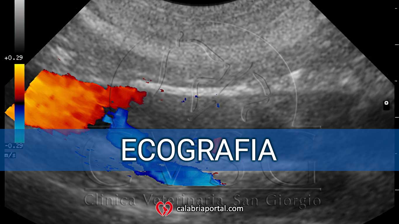 Ecografia - Clinica Veterinaria San Giorgio (RC) Ecografia - Clinica Veterinaria San Giorgio (RC)