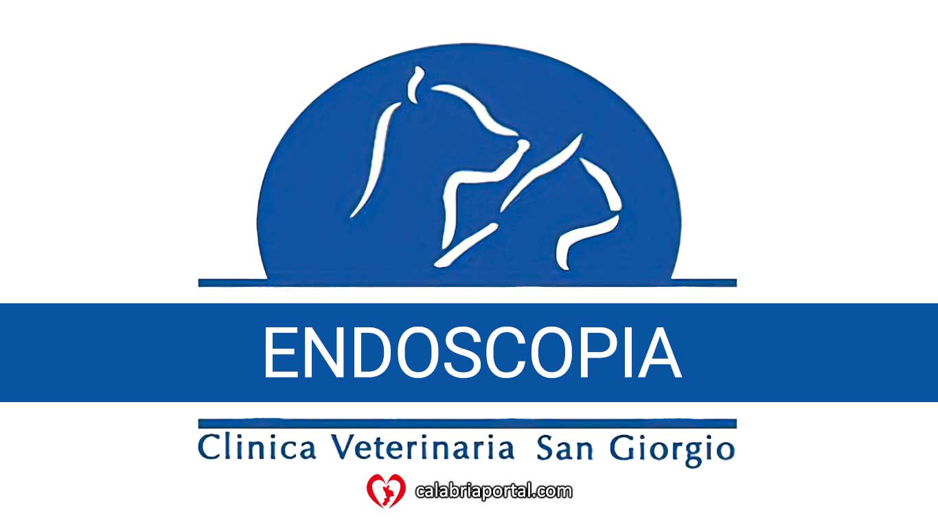Endoscopia - Clinica Veterinaria San Giorgio (RC) Endoscopia - Clinica Veterinaria San Giorgio (RC)
