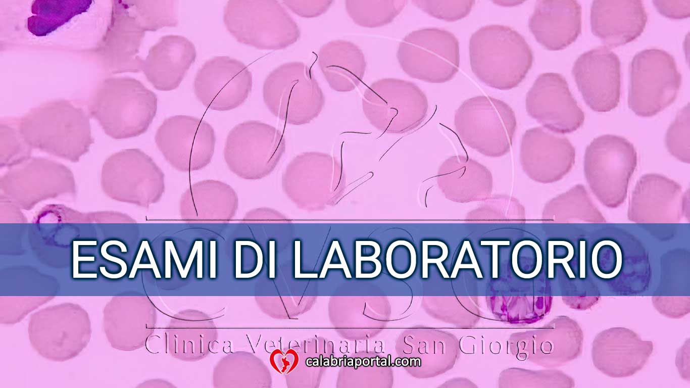 Esami di Laboratorio - Clinica Veterinaria San Giorgio (RC) Esami di Laboratorio - Clinica Veterinaria San Giorgio (RC)