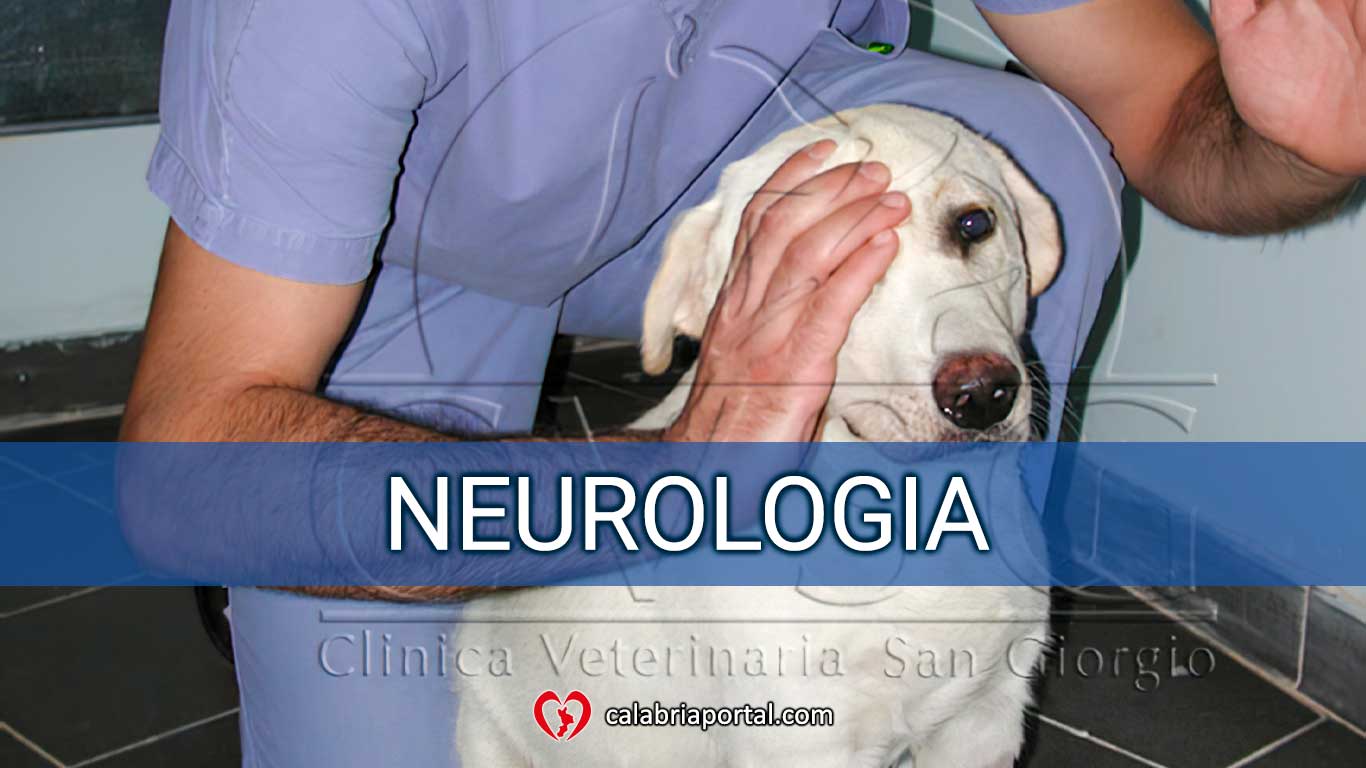 Neurologia - Clinica Veterinaria San Giorgio (RC) Neurologia - Clinica Veterinaria San Giorgio (RC)
