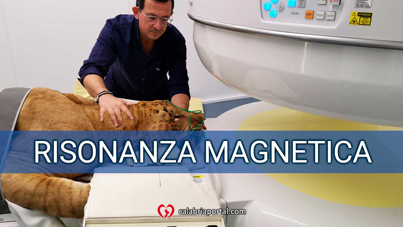 Risonanza Magnetica - Clinica Veterinaria San Giorgio (RC) Risonanza Magnetica - Clinica Veterinaria San Giorgio (RC)