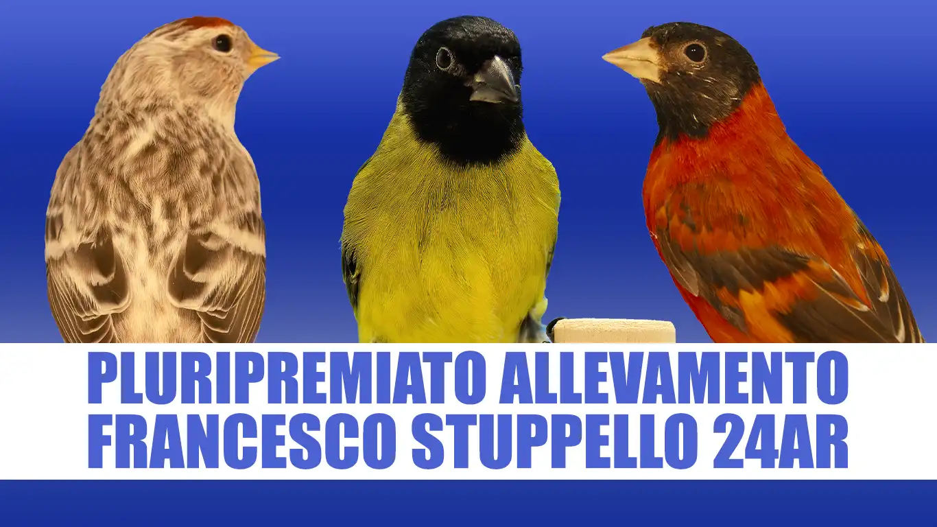 Francesco Stuppello 24AR - Pluripremiato Allevamento di Spinus e Organetti Francesco Stuppello 24AR - Pluripremiato Allevamento di Spinus e Organetti