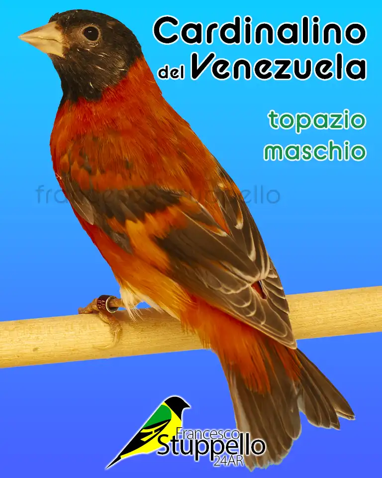 Cardinalino del Venezuela Topazio Maschio: Allevamento Francesco Stuppello 24AR
