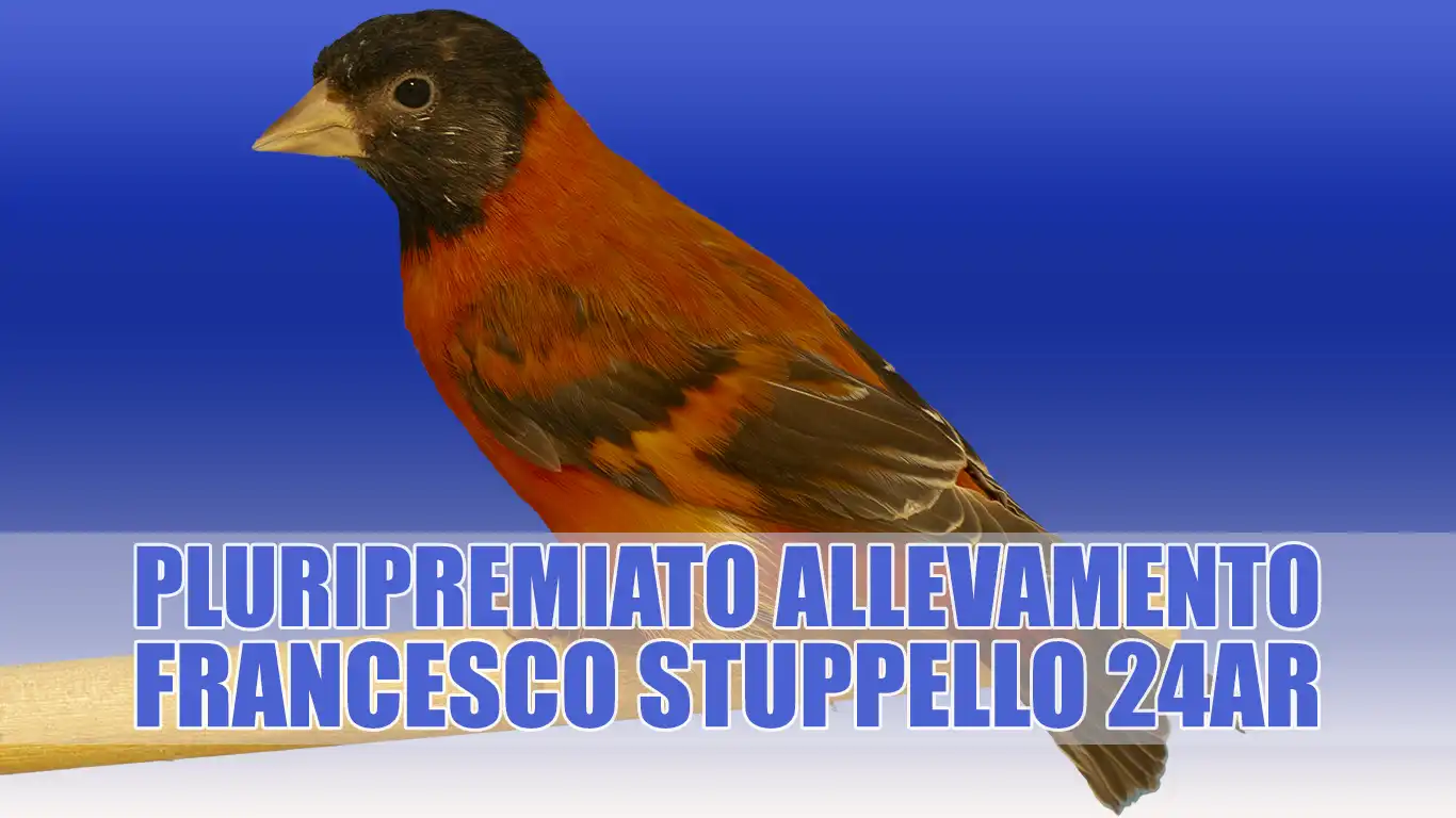 Cardinalino del Venezuela Topazio: Allevamento Sportivo Francesco Stuppello 24AR