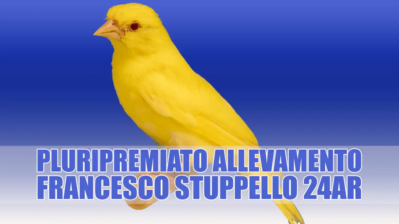 Lucherino Testanera Albino: Allevamento Sportivo Francesco Stuppello 24AR