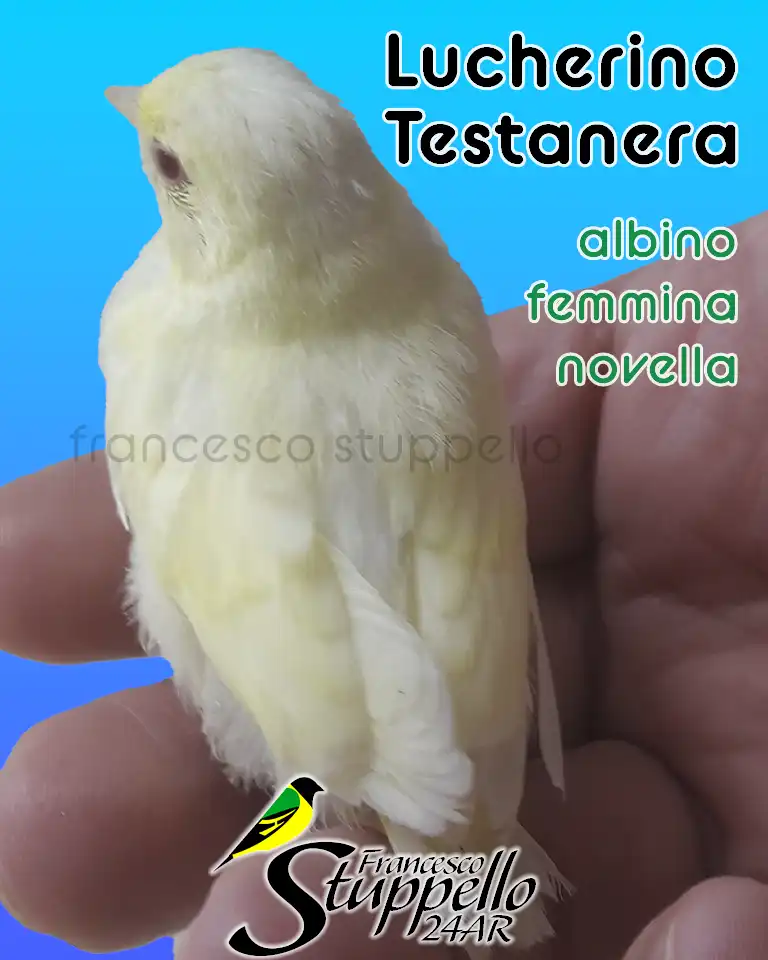 Giovane Femmina di Lucherino Testanera Albino: Allevamento Sportivo Francesco Stuppello 24AR
