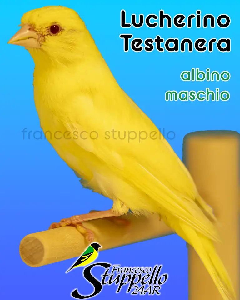 Lucherino Testanera albino maschio