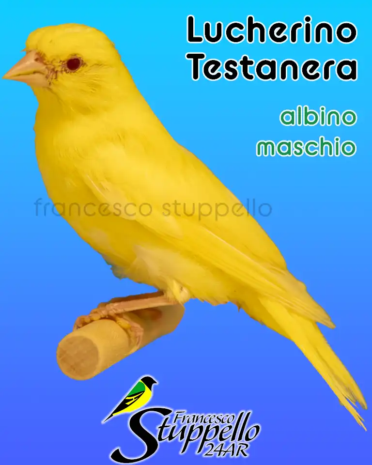 Lucherino Testanera Albino: Allevamento Sportivo Francesco Stuppello 24AR