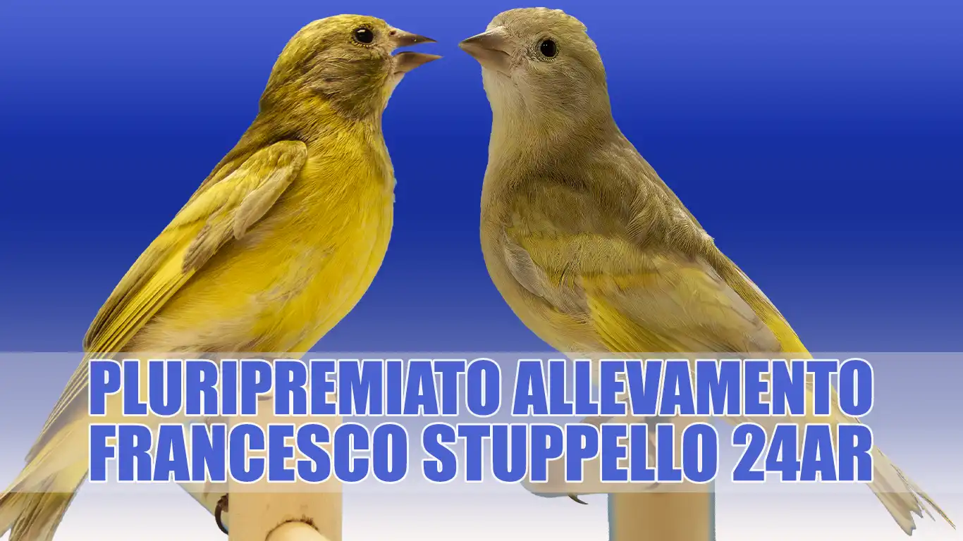 Lucherino Testanera Diluito Doppio Fattore: Allevamento Sportivo Francesco Stuppello 24AR Lucherino Testanera Diluito Doppio Fattore: Allevamento Sportivo Francesco Stuppello 24AR