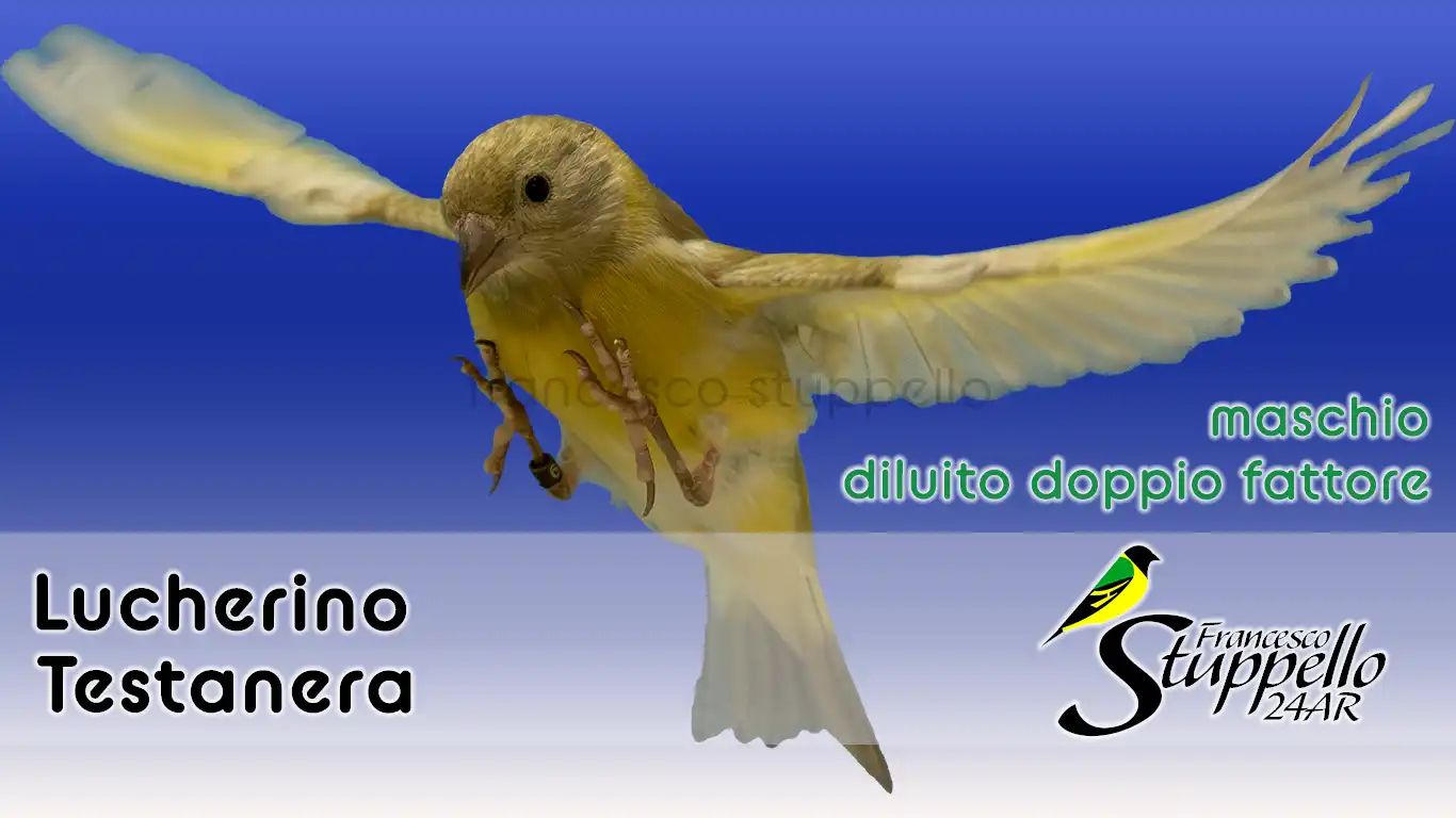 Lucherino Testanera Diluito Doppio Fattore Maschio: Allevamento Sportivo Francesco Stuppello 24AR Lucherino Testanera Diluito Doppio Fattore Maschio: Allevamento Sportivo Francesco Stuppello 24AR