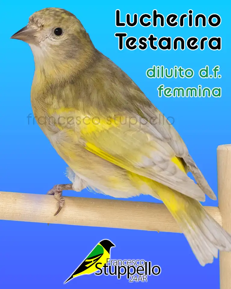 Lucherino Testanera diluito doppio fattore femmina