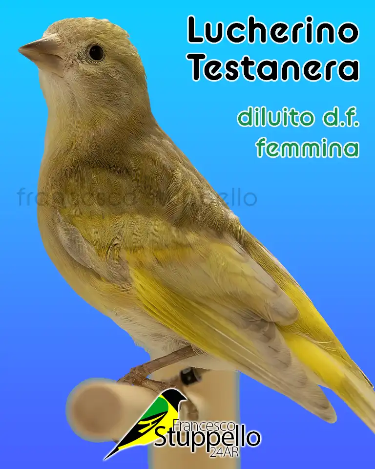 Lucherino Testanera Diluito Doppio Fattore Femmina: Allevamento Sportivo Francesco Stuppello 24AR Lucherino Testanera Diluito Doppio Fattore Femmina: Allevamento Sportivo Francesco Stuppello 24AR