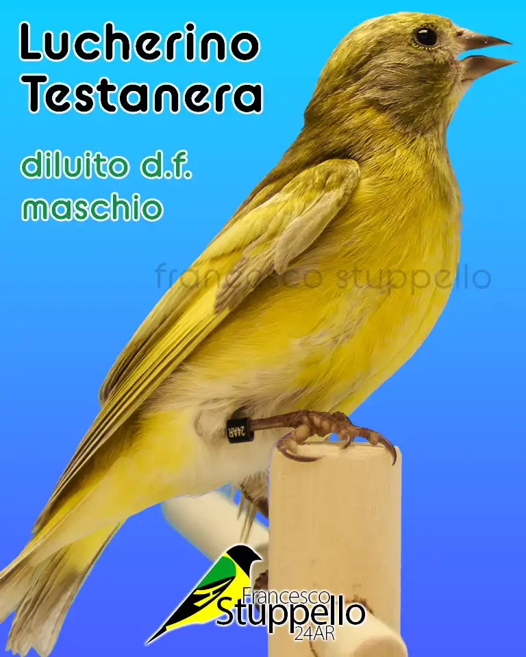 Lucherino Testanera diluito doppio fattore maschio