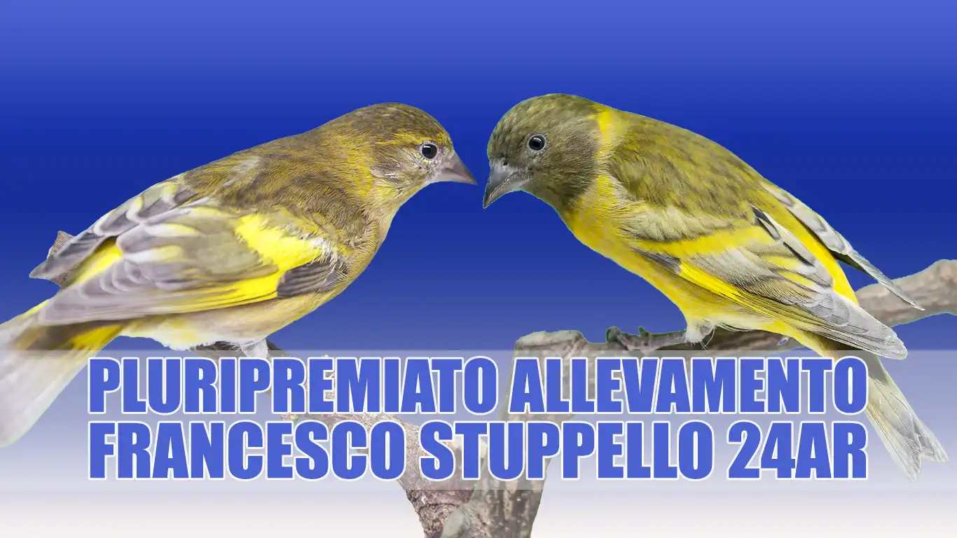 Lucherino Testanera Diluito Singolo Fattore: Allevamento Sportivo Francesco Stuppello 24AR Lucherino Testanera Diluito Singolo Fattore: Allevamento Sportivo Francesco Stuppello 24AR