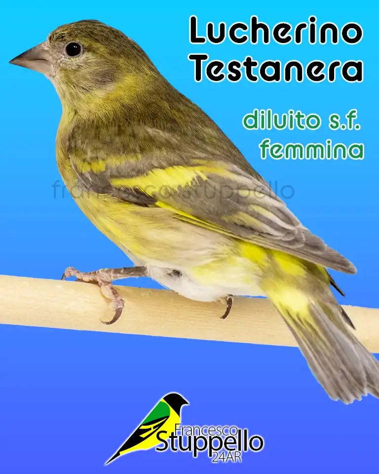 Lucherino Testanera diluito singolo fattore femmina