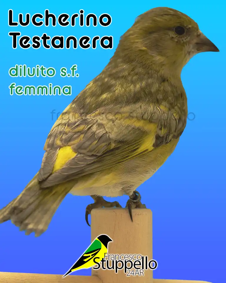 Lucherino Testanera Diluito Singolo Fattore Femmina: Allevamento Francesco Stuppello 24AR Lucherino Testanera Diluito Singolo Fattore Femmina: Allevamento Francesco Stuppello 24AR