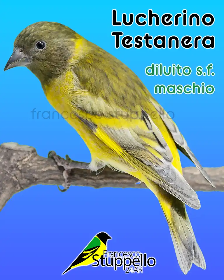 Lucherino Testanera diluito singolo fattore maschio