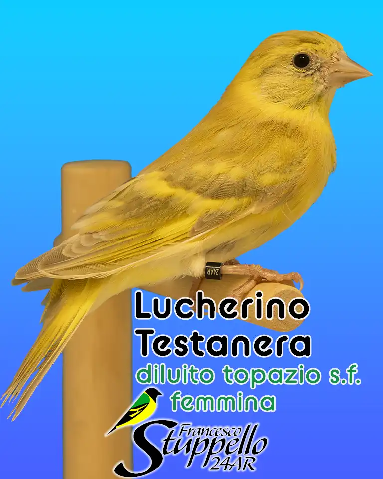 Lucherino Testanera diluito topazio singolo fattore femmina
