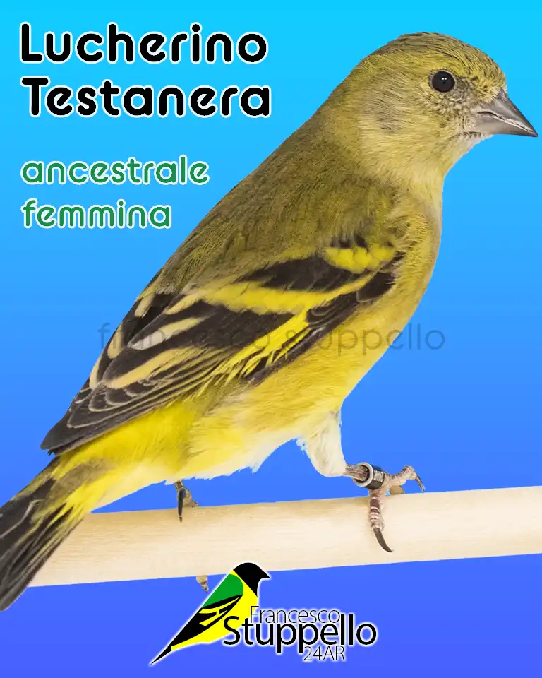 Lucherino Testanera ancestrale femmina
