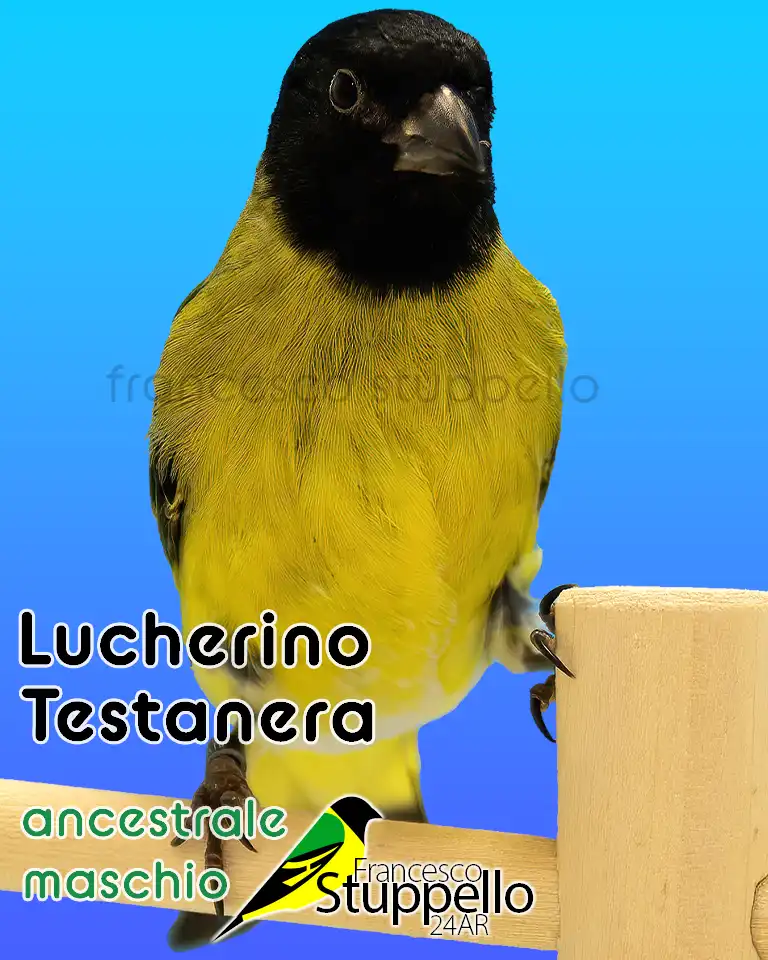 Lucherino Testanera ancestrale maschio