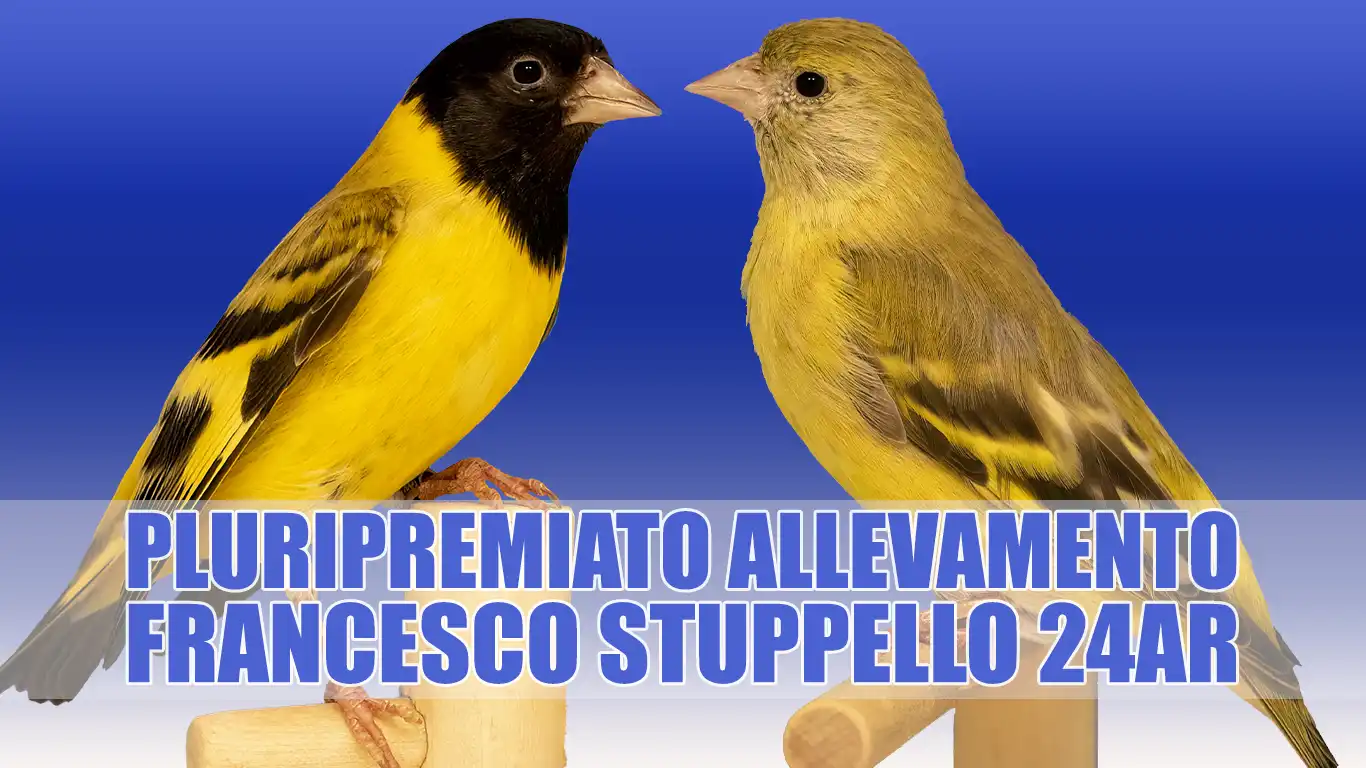 Lucherino Testanera Topazio: Allevamento Sportivo Francesco Stuppello 24AR