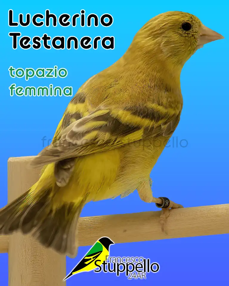 Lucherino Testanera topazio femmina
