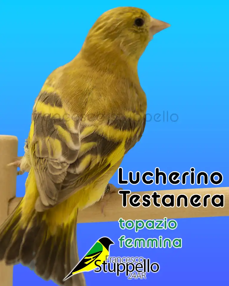 Lucherino Testanera Topazio Femmina: Allevamento Francesco Stuppello 24AR